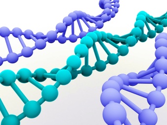 Выявление, дифференциация ДНК Shigella spp., E. coli, Salmonella spp., Campylobacter spp. (медосмотр)