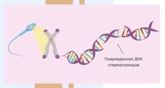 Оценка фрагментации ДНК сперматозоидов